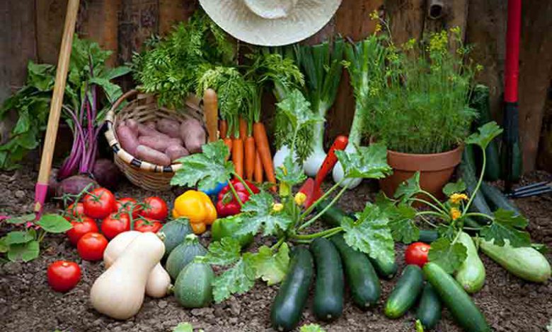 7 نکته برای آسان تر شدن کاشت سبزیجات در حیات خانه شما