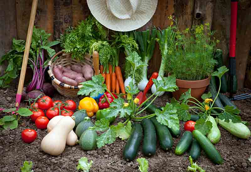 7 نکته برای آسان تر شدن کاشت سبزیجات در حیات خانه شما