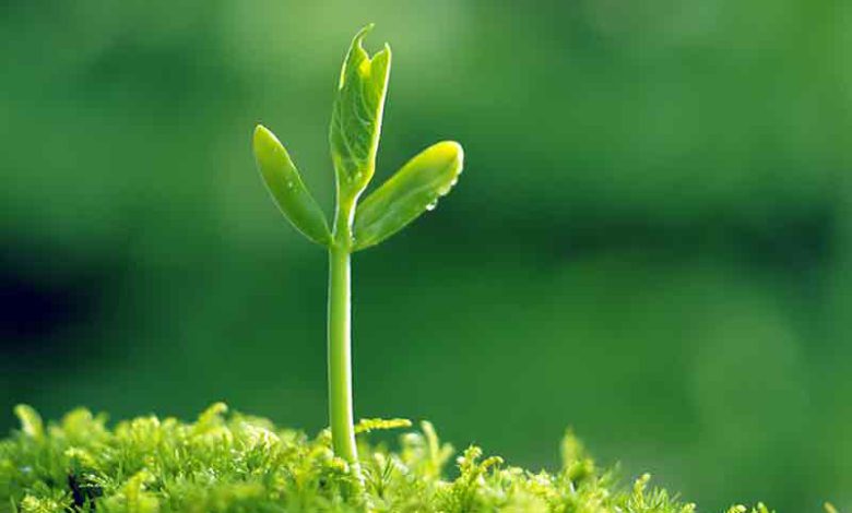 هورمون سیتوکنین ، عامل افزایش رشد گیاهان