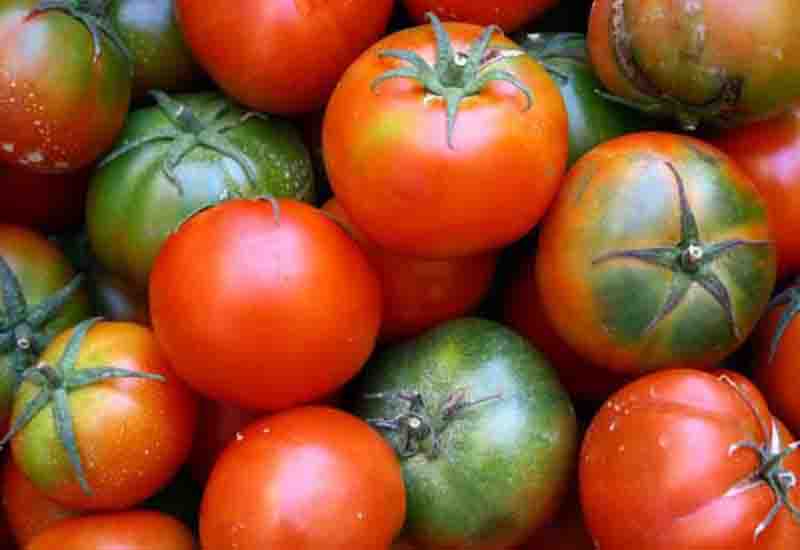 نکاتی برای کاشت و پروش گوجه فرنگی