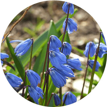 انواع گل های آبی