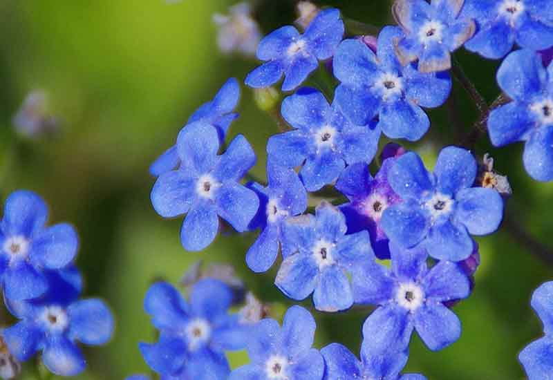 انواع گل های آبی