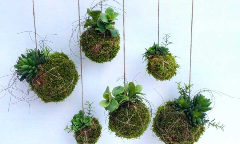 ایجاد یک باغچه نخی با استفاده از کوکدما