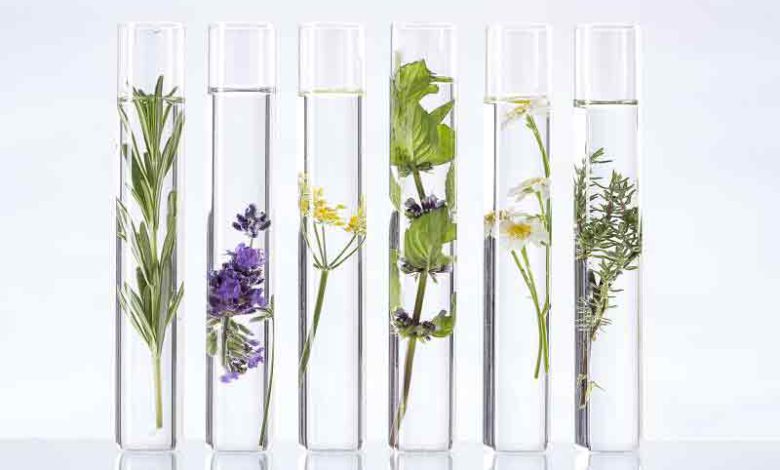 معرفی 16 گیاه دارویی