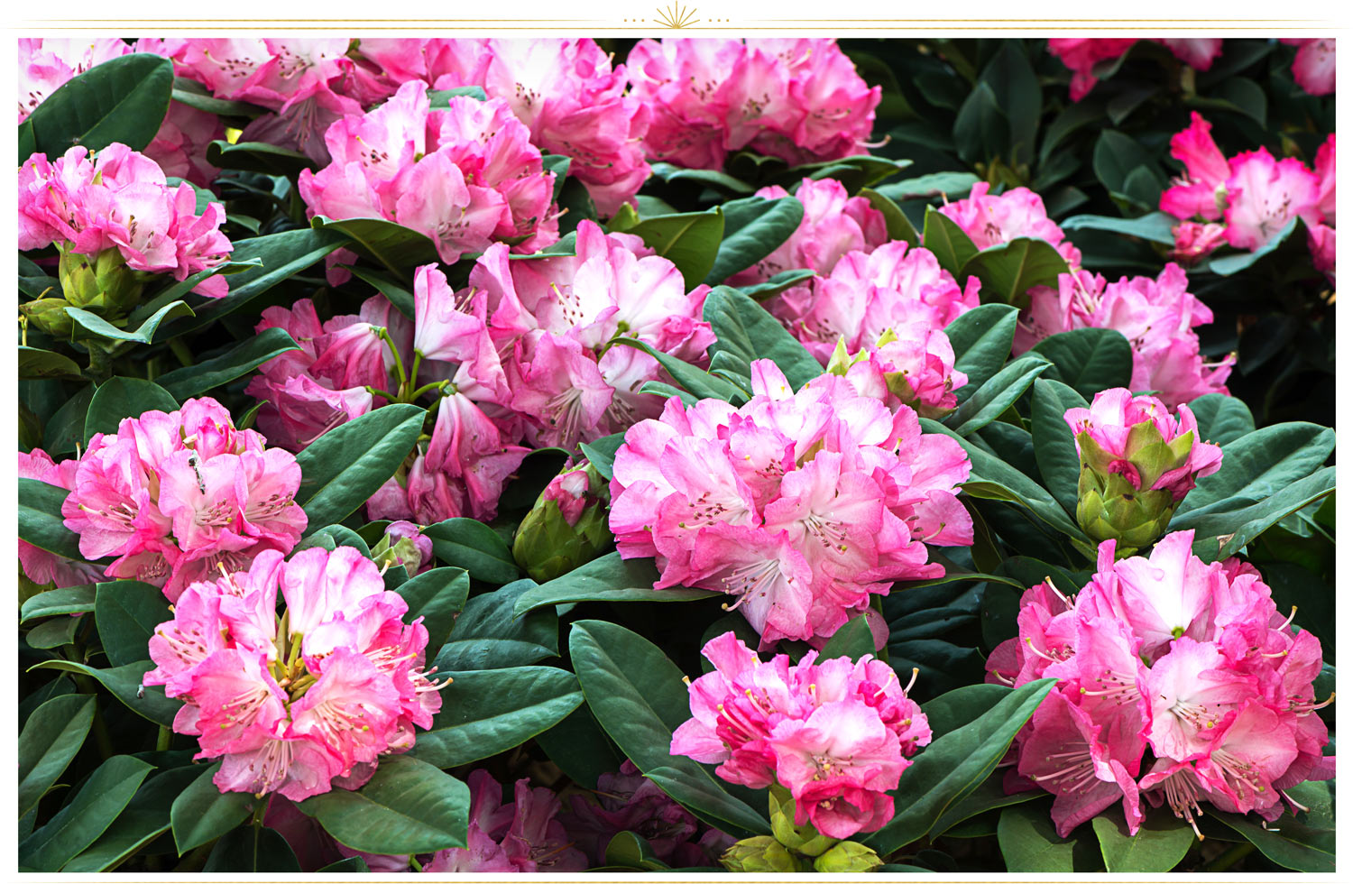 ۱. آزاله (Rhododendron)