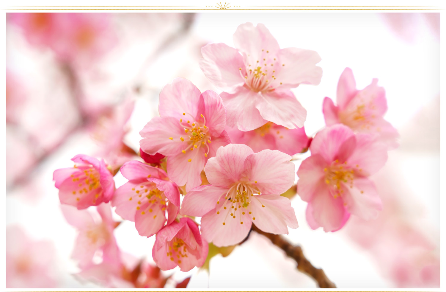 شکوفه گیلاس (Prunus) 