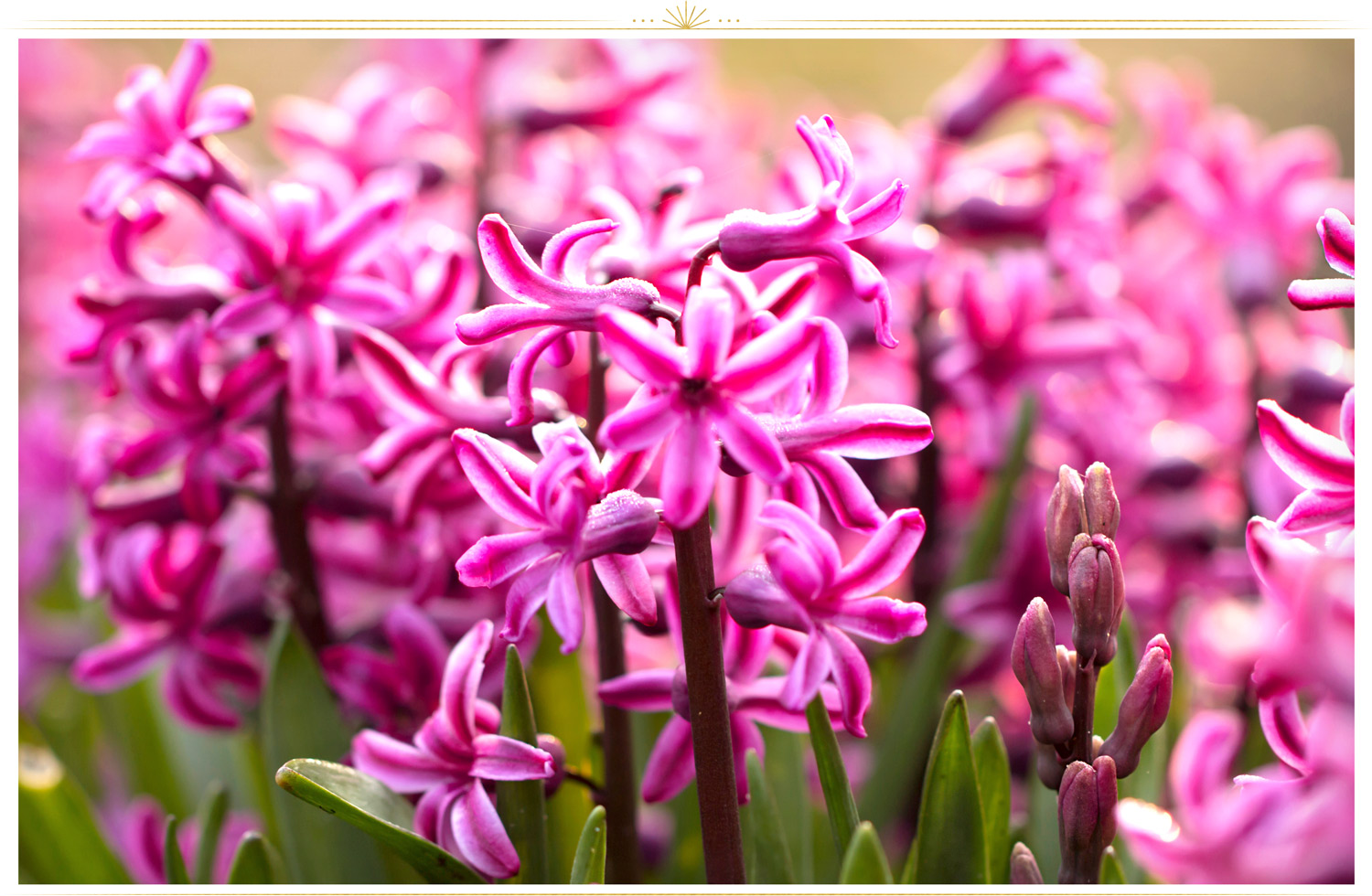 گل سنبل (Hyacinthus)