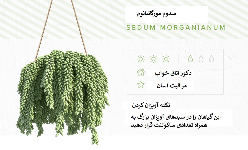 سدوم مورگانیانوم یک گیاه هوازی جذاب