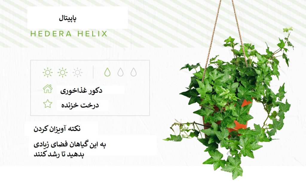 پاپیتال (Hedera helix) یک گیاه آویزی زیبا
